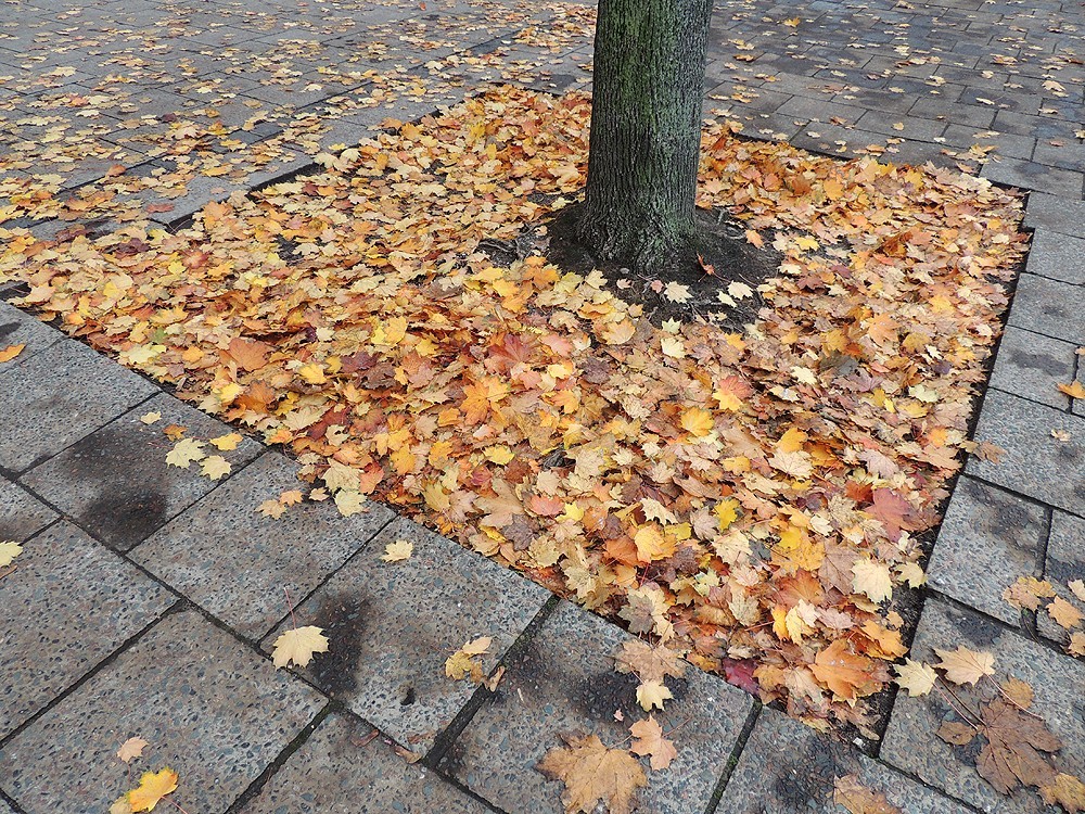 NEXT IMAGE