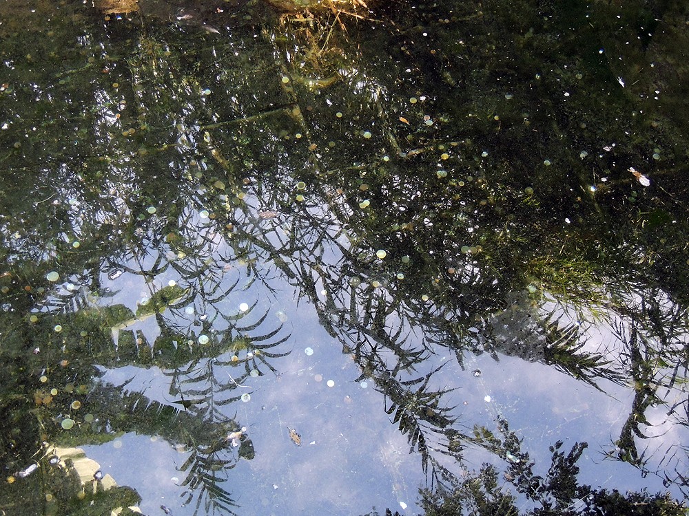 NEXT IMAGE